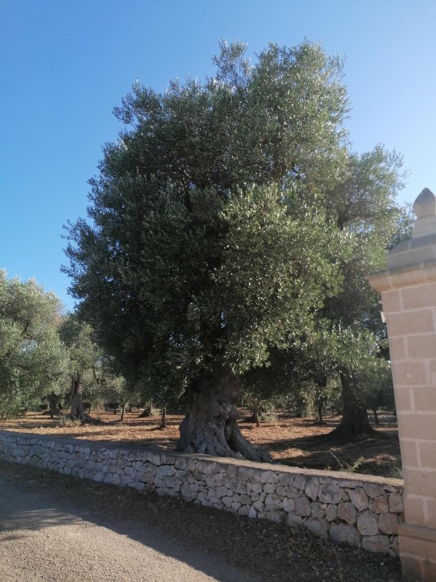 Masseria Le Betulle San Vito dei Normanni Buitenkant foto