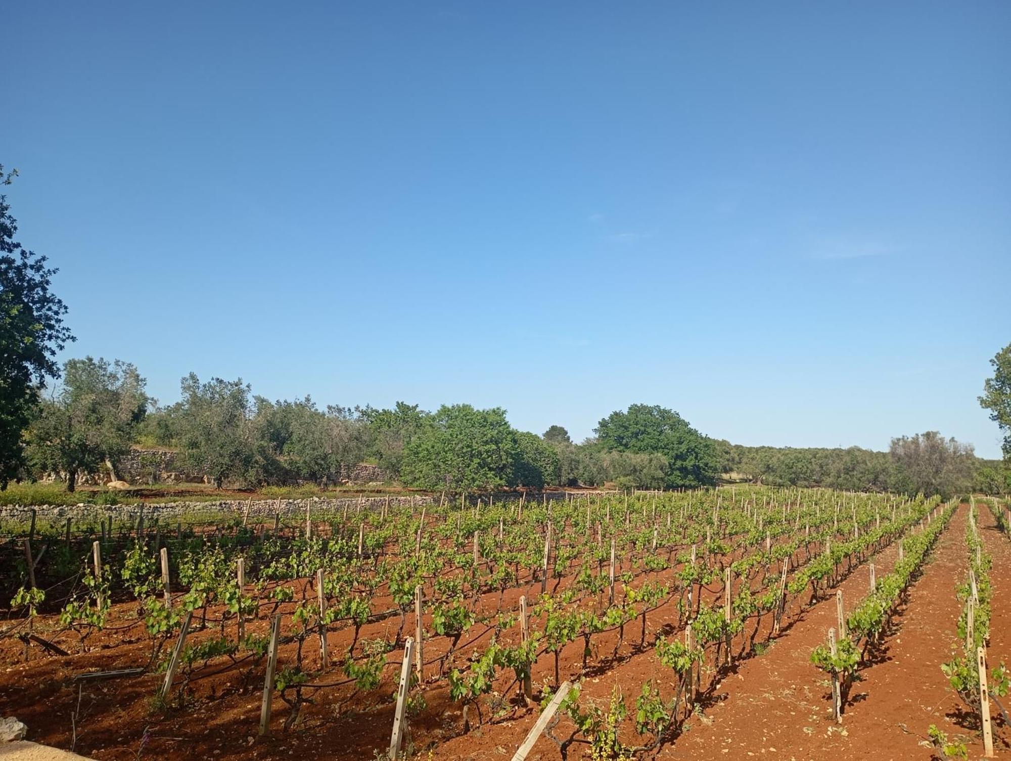 Masseria Le Betulle San Vito dei Normanni Buitenkant foto
